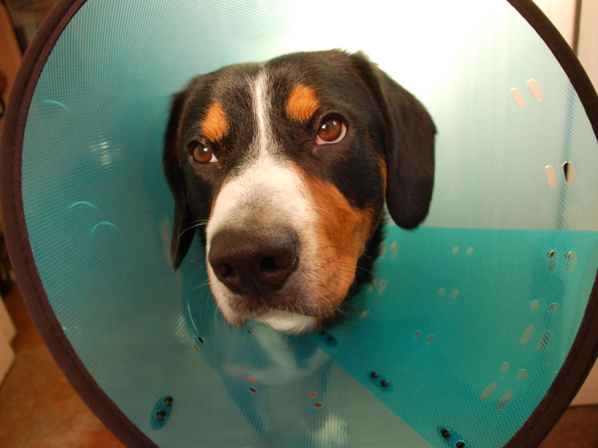 Up dog cone of shame cheap