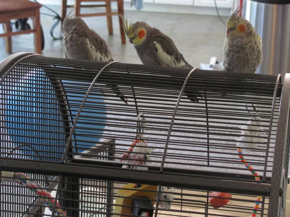 Cheap cockatiel cages top