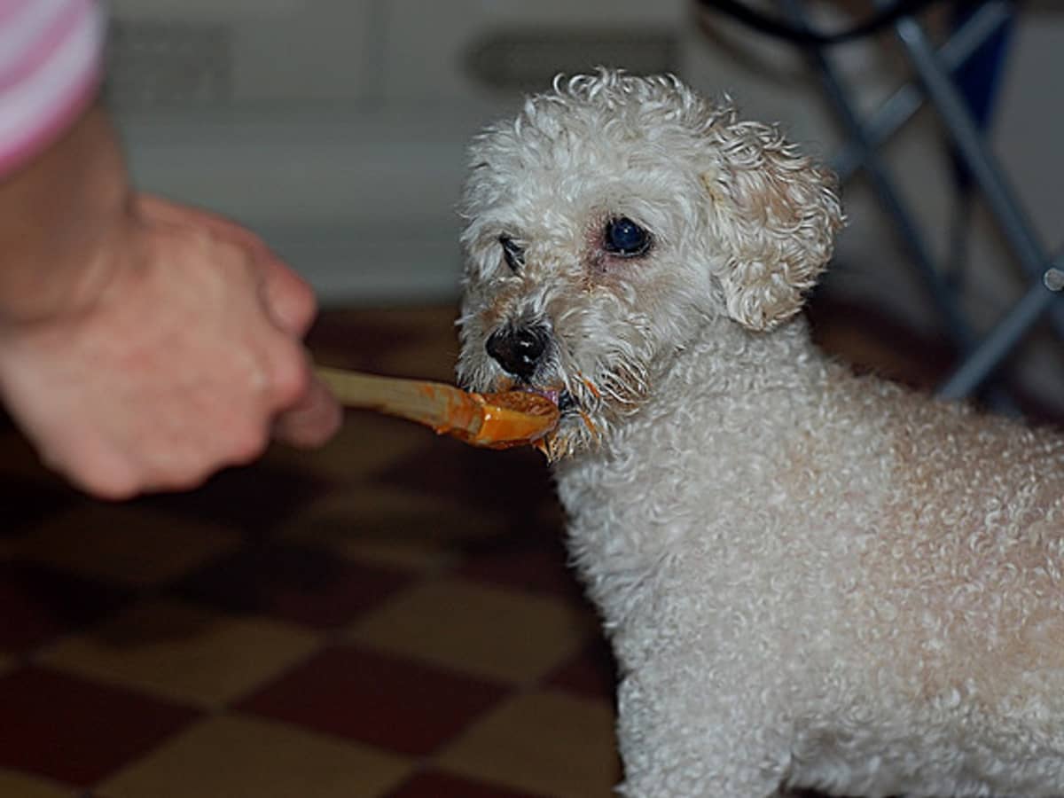 7 Foods That Are Toxic for Dogs and 7 Foods That Are Safe PetHelpful