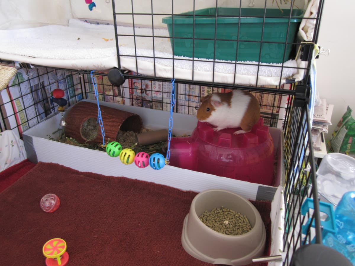 Potty training cage clearance