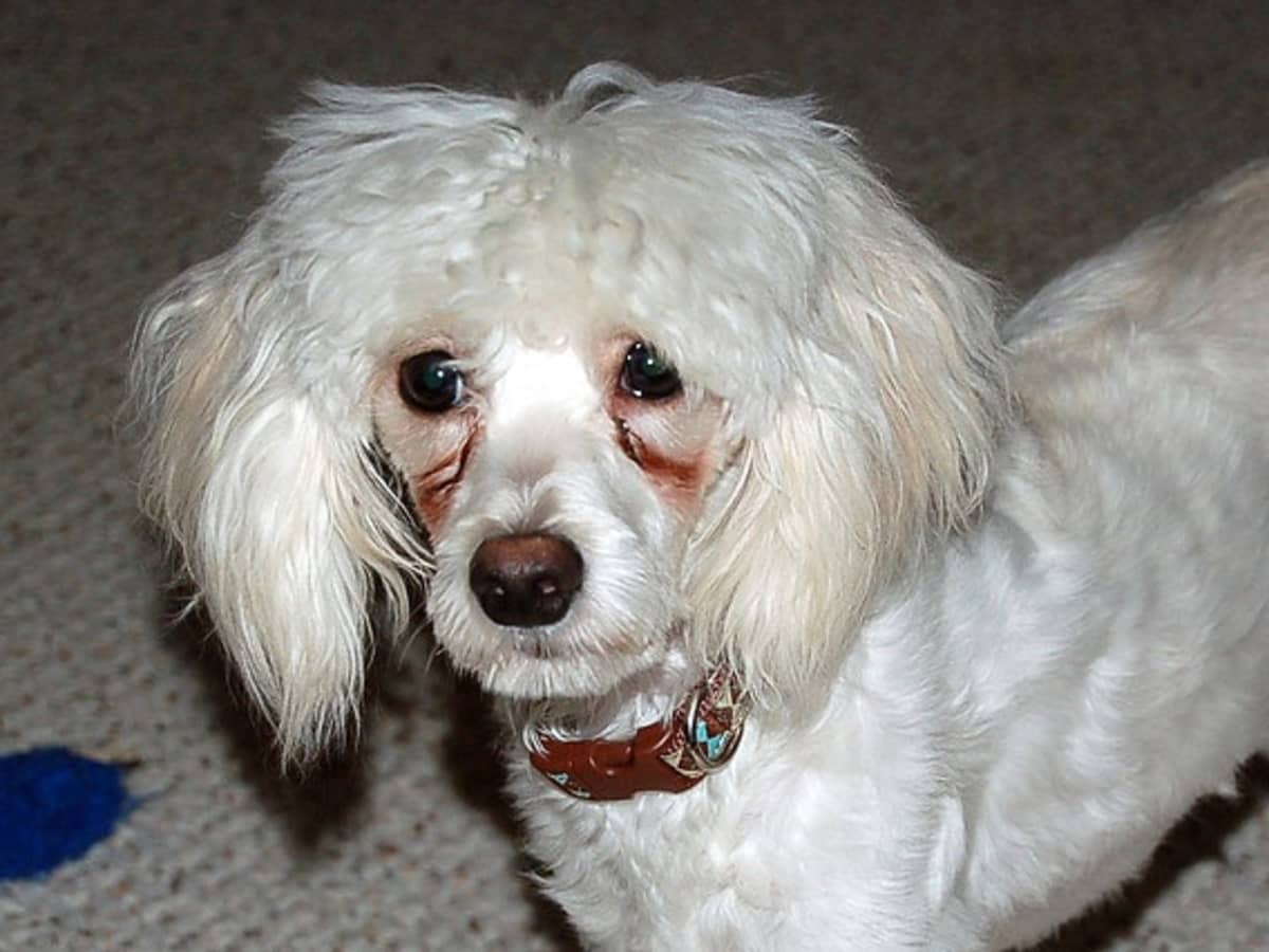 Hydrogen peroxide for dog tear stains discount