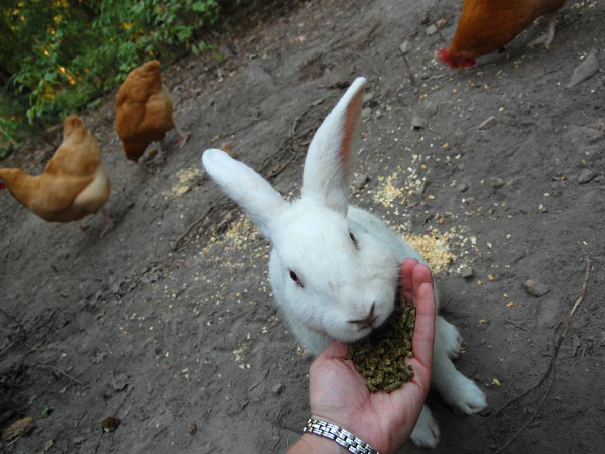 Free Range Bunnies A Story of Rabbit Emancipation PetHelpful