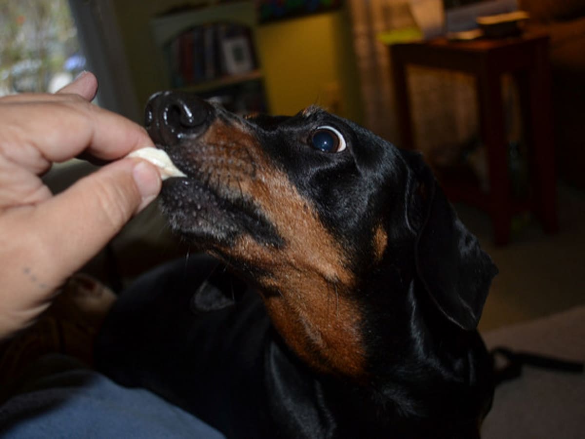 Is it good for dogs to eat chicken bones outlet
