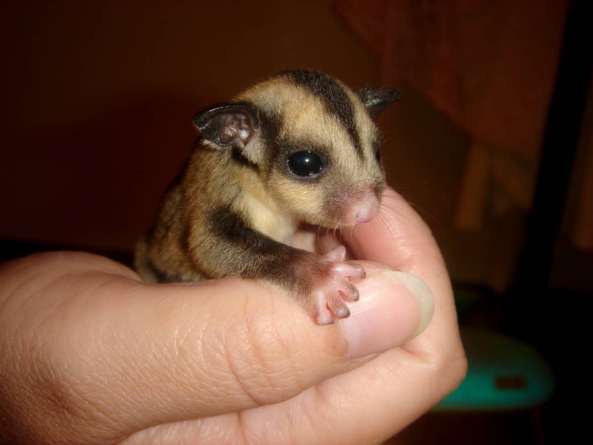 Sugar Gliders General Information and Pet Keeping PetHelpful