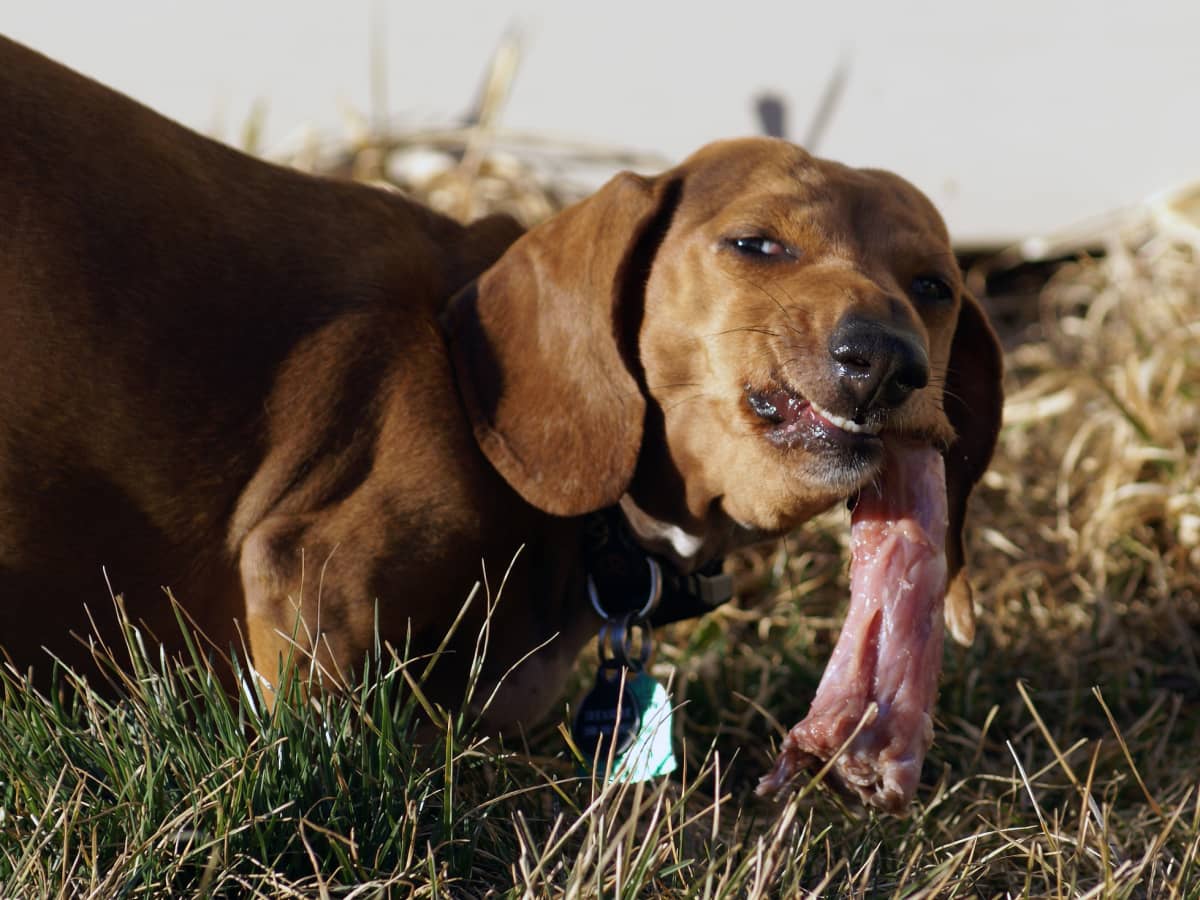 Effective Home Remedies for a Dog With Dry Skin PetHelpful