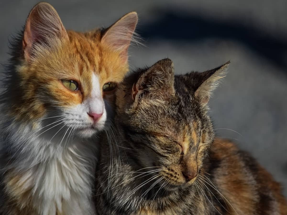 10 Signs of Depression in Cats How to Know if Your Cat Is Depressed PetHelpful