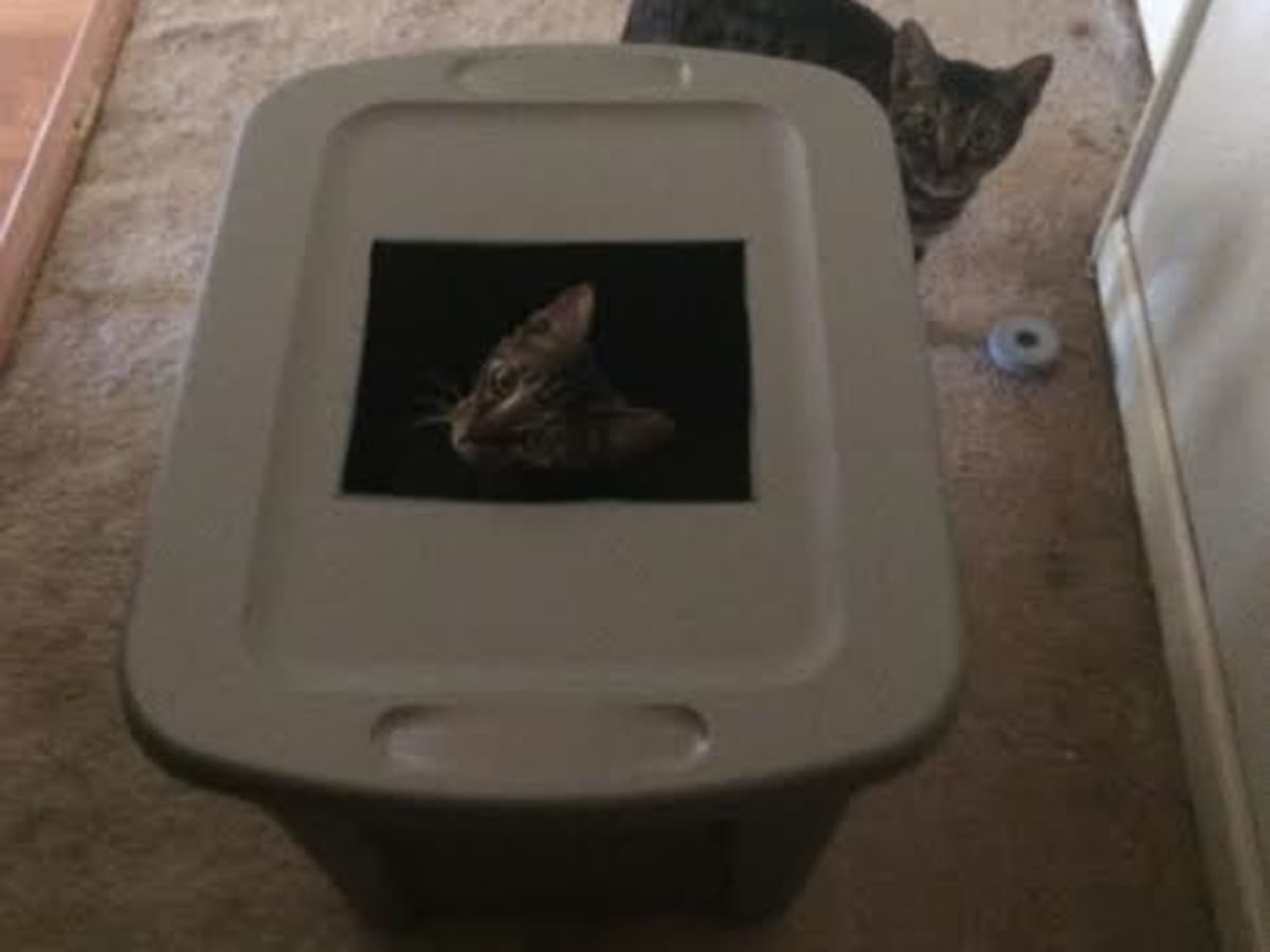Build a DIY Top Entry Cat Litter Box for Cheap PetHelpful