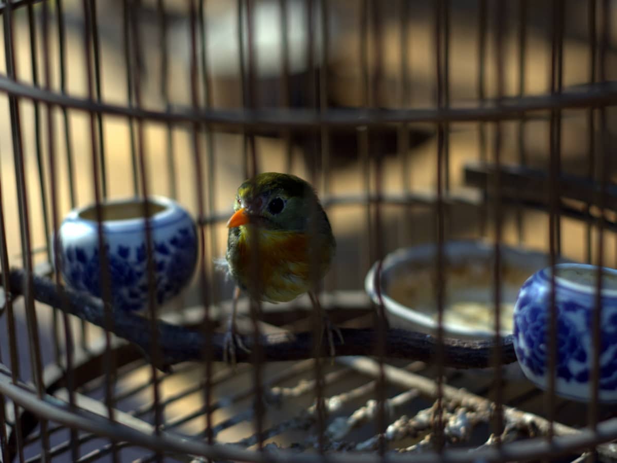 Pet bird supplies cheap
