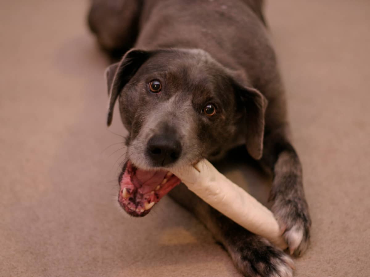 Is Rawhide Dangerous for Dogs PetHelpful