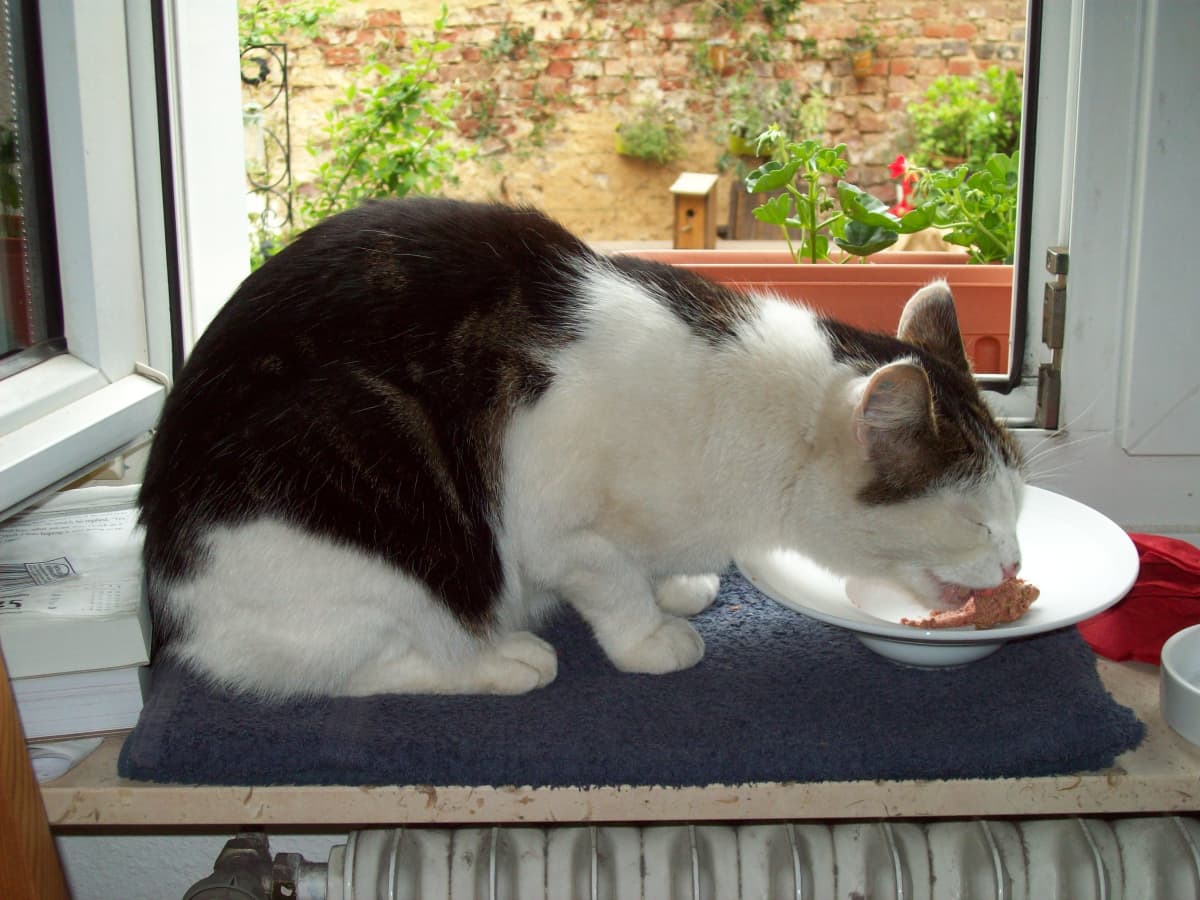 Can My Cat Eat Tuna PetHelpful