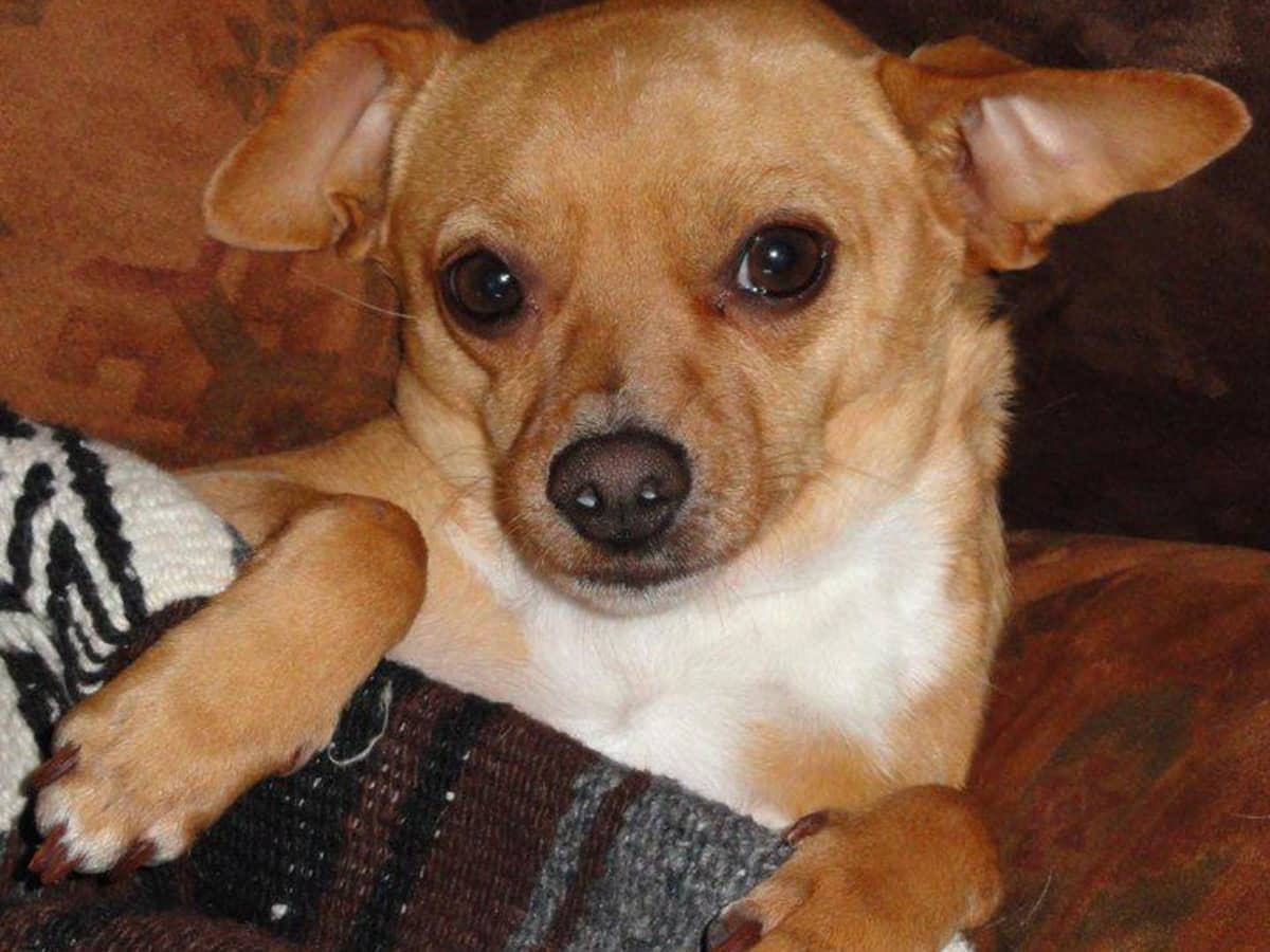Small dogs like chihuahua outlet