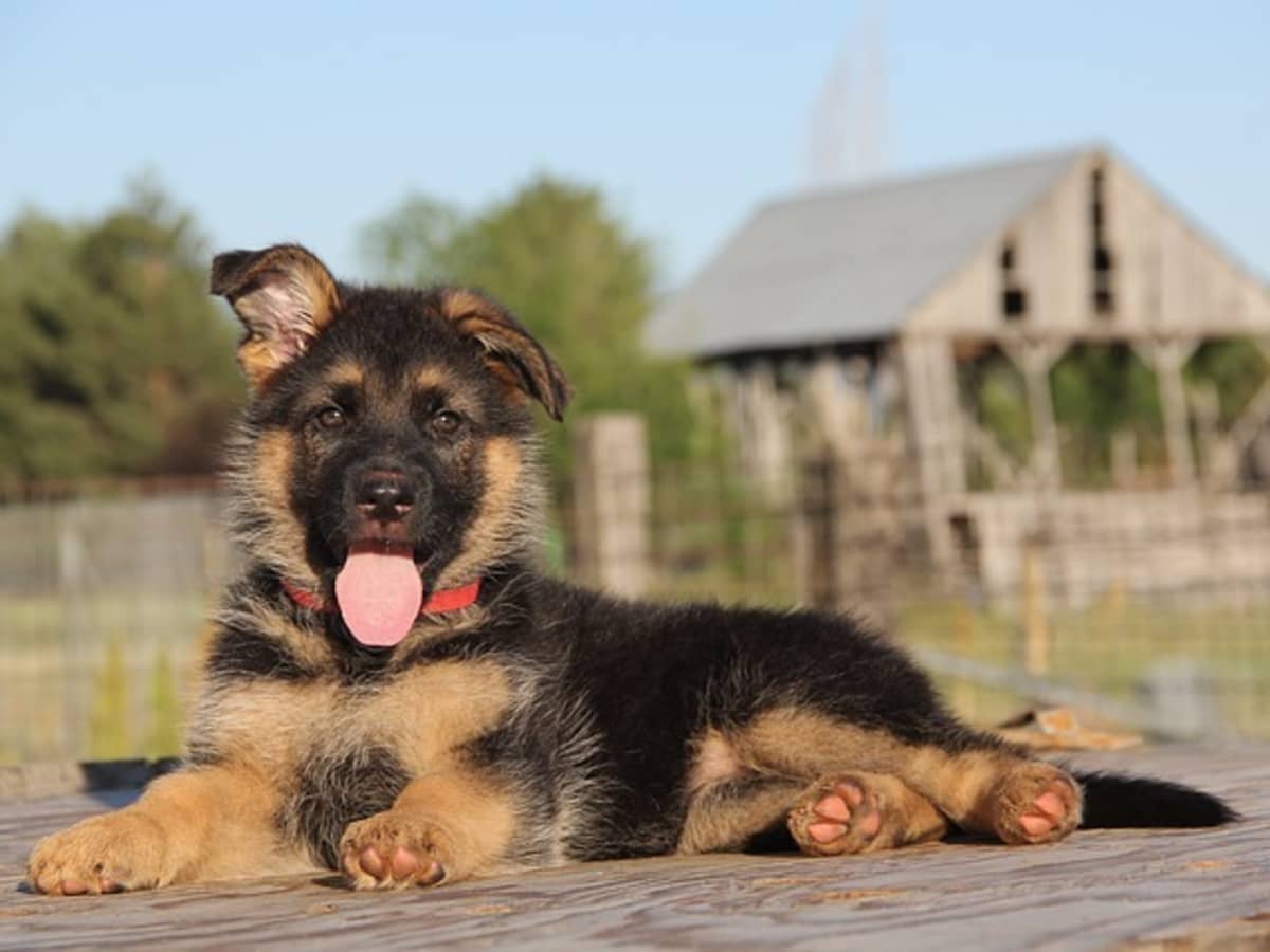 16 Ways to Stop a German Shepherd Puppy From Biting PetHelpful
