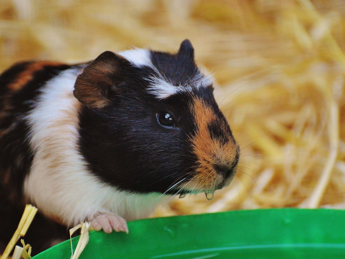What happens if a guinea pig eats plastic hot sale