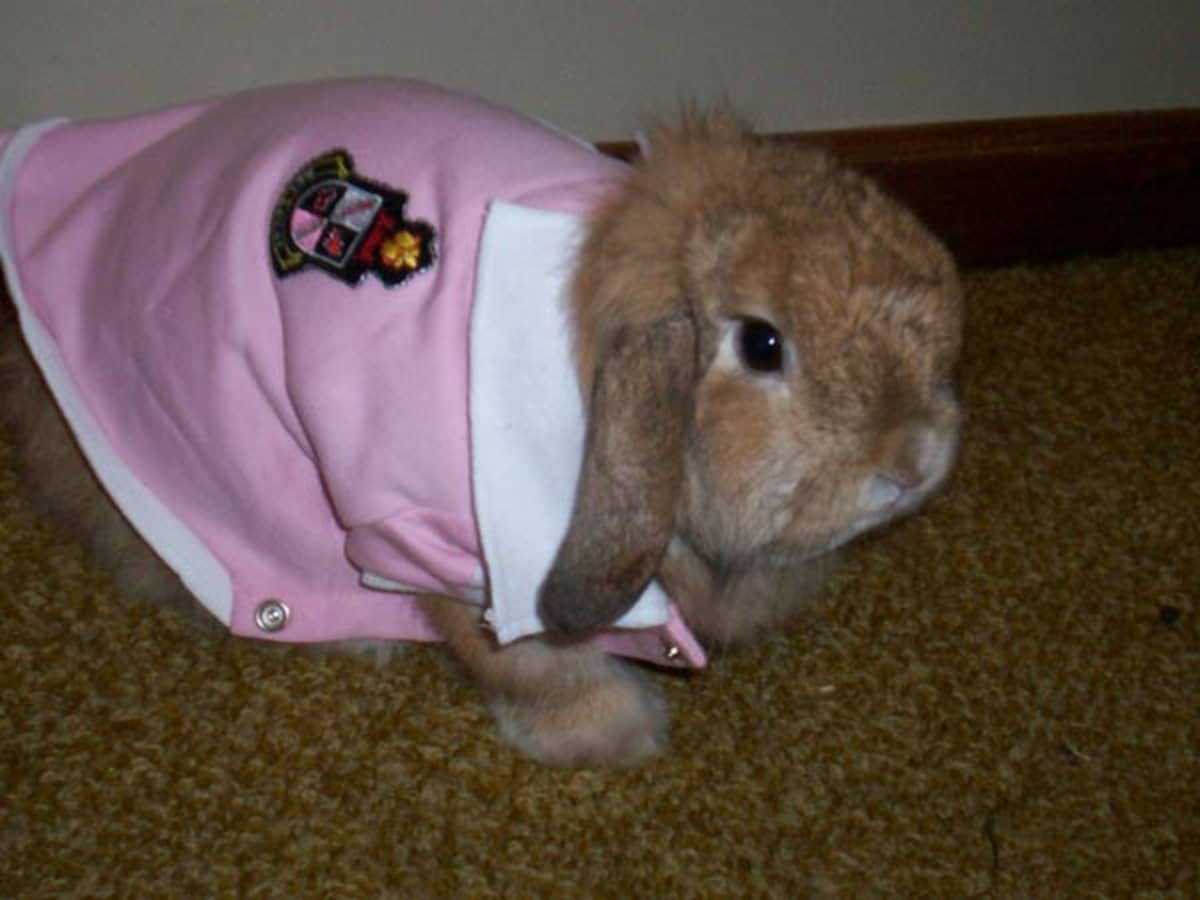 Rabbit clothes for rabbits 2025