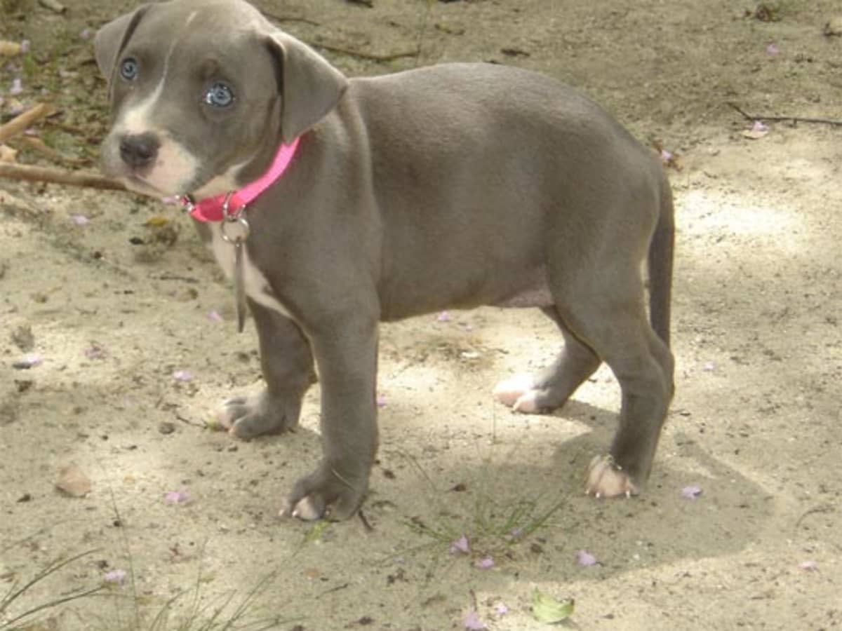 Tips for Choosing a Pit Bull Puppy PetHelpful