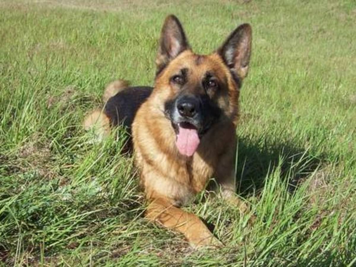 2 month old german shepherd puppy diet shop