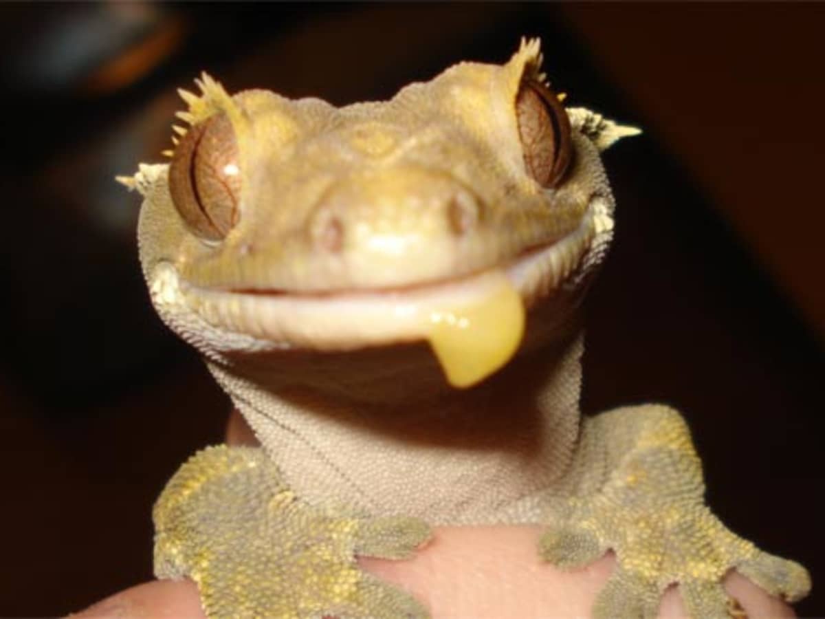 How to Make Homemade Crested Gecko Food PetHelpful
