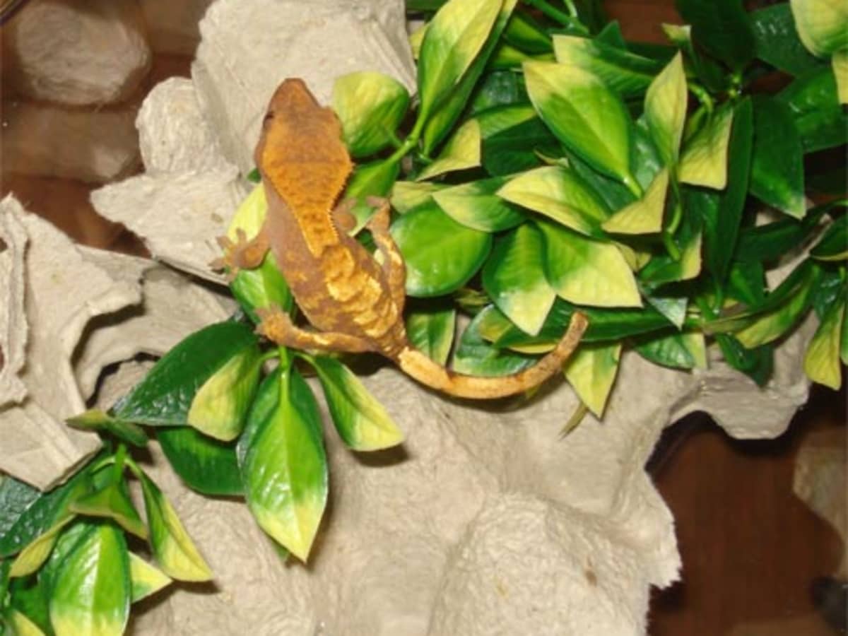Cheap crested gecko enclosure top