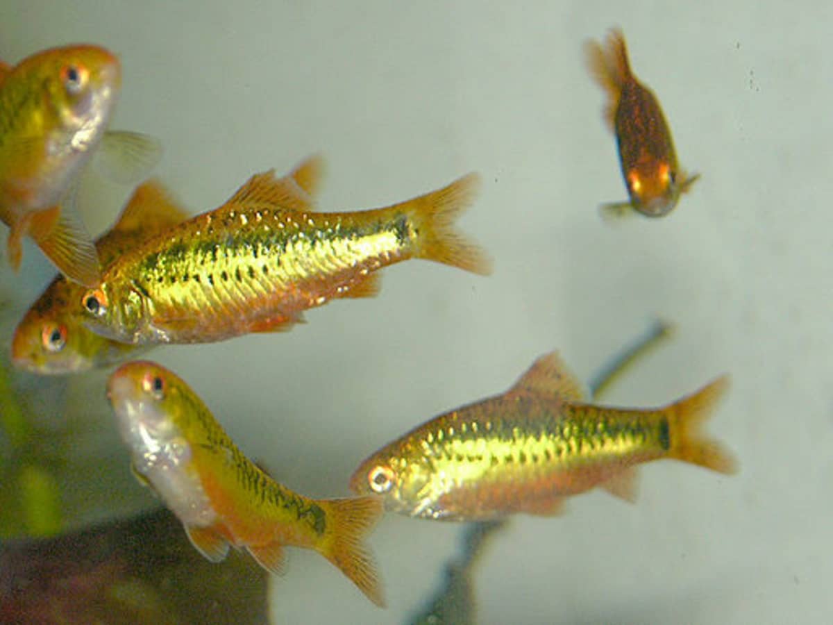 Types of barbs tropical fish cheap