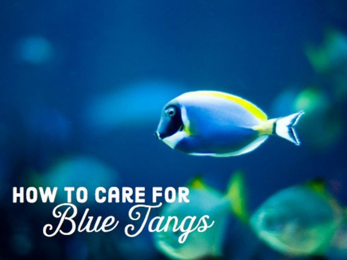 Regal tang care best sale