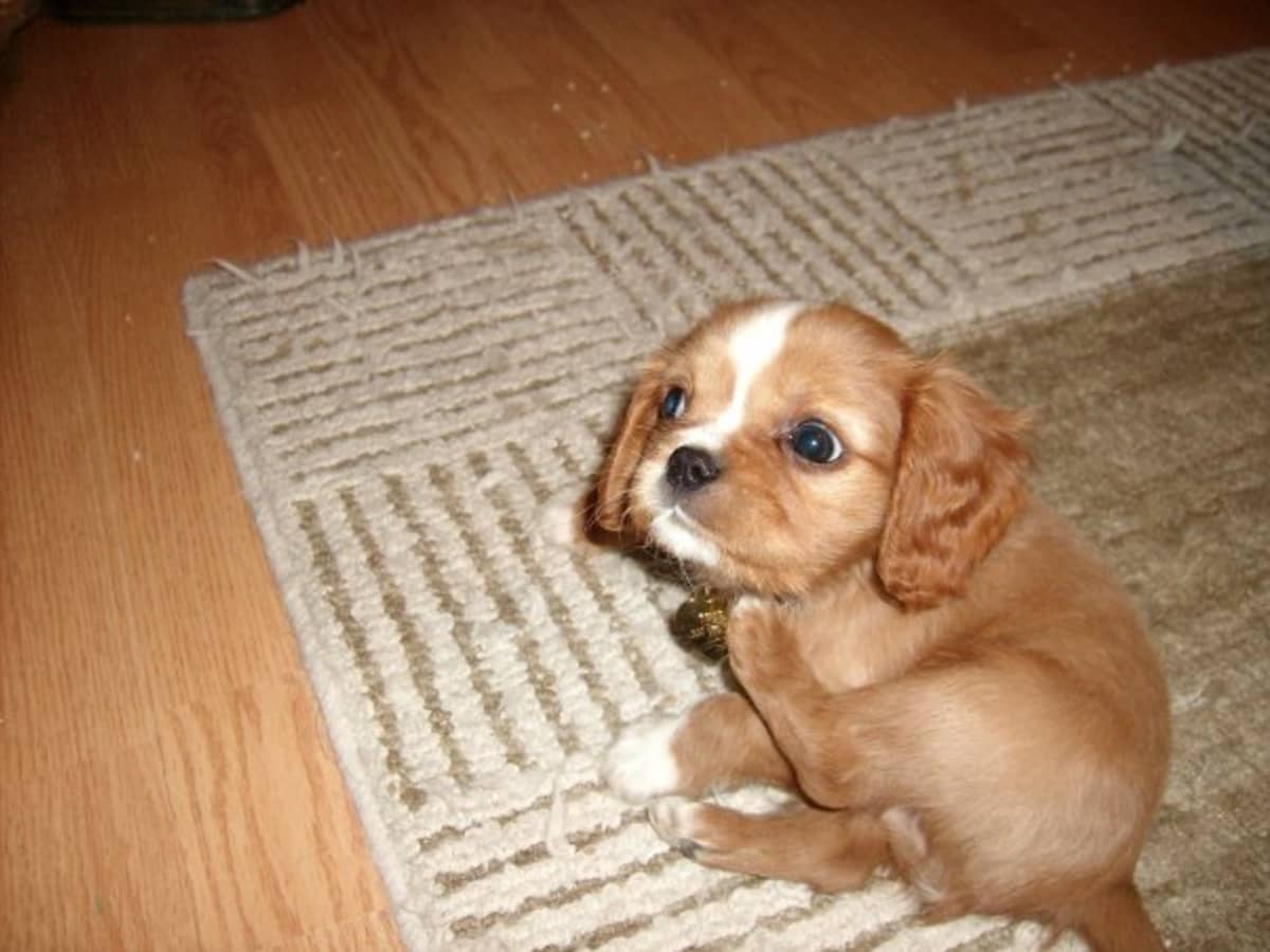 Funny cavalier king charles spaniel videos best sale