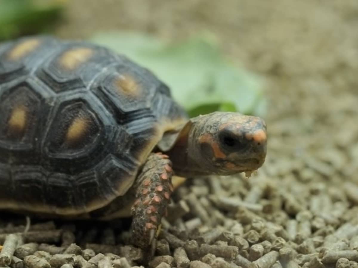 Panacur tortoise shop