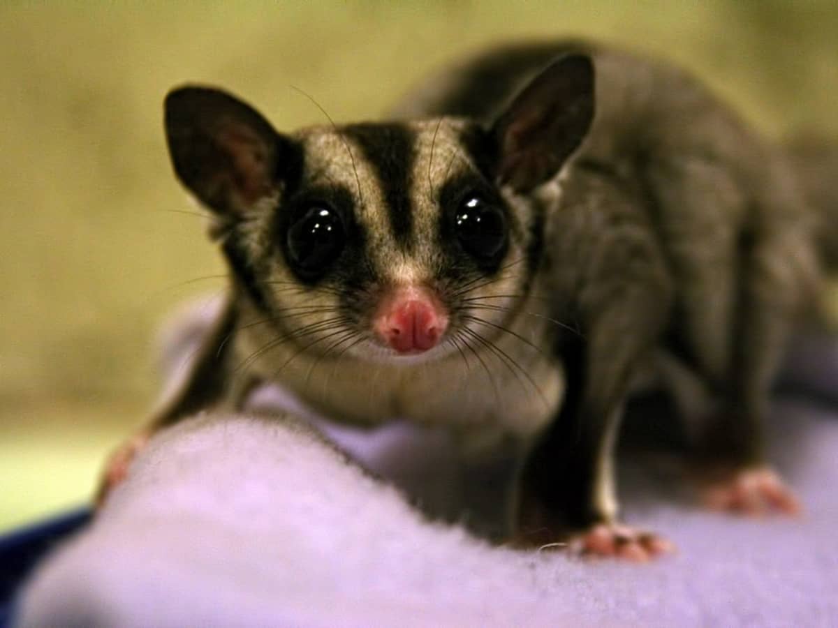 Pretty pets sugar glider food store