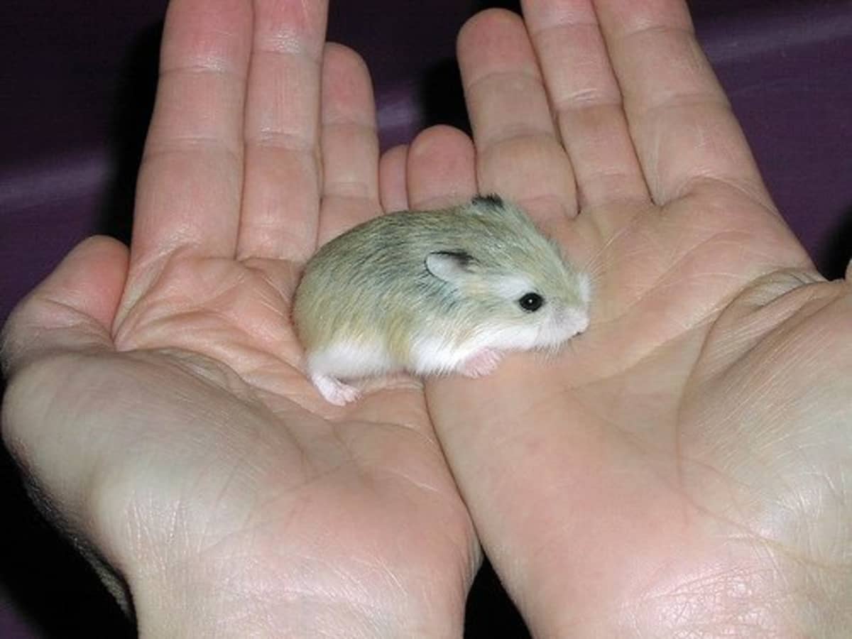 Pet ting jasmine hamster cage sale