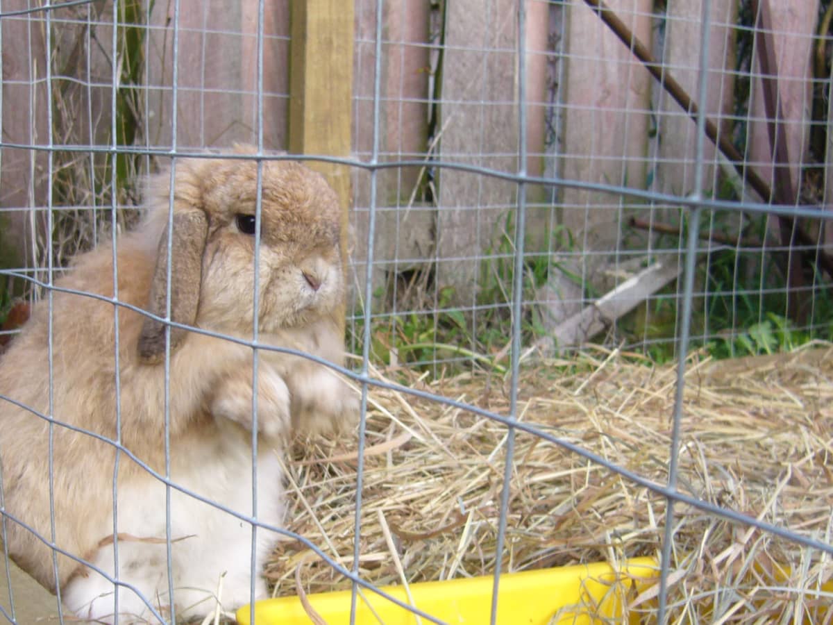 How to Keep a Free Range Outdoor Rabbit PetHelpful