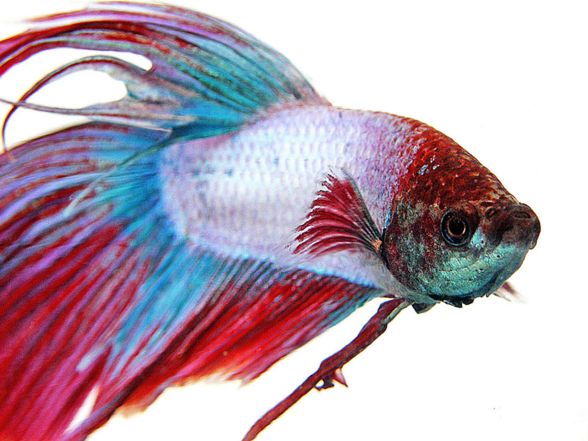 Fish Care Siamese Fighting Fish Betta PetHelpful