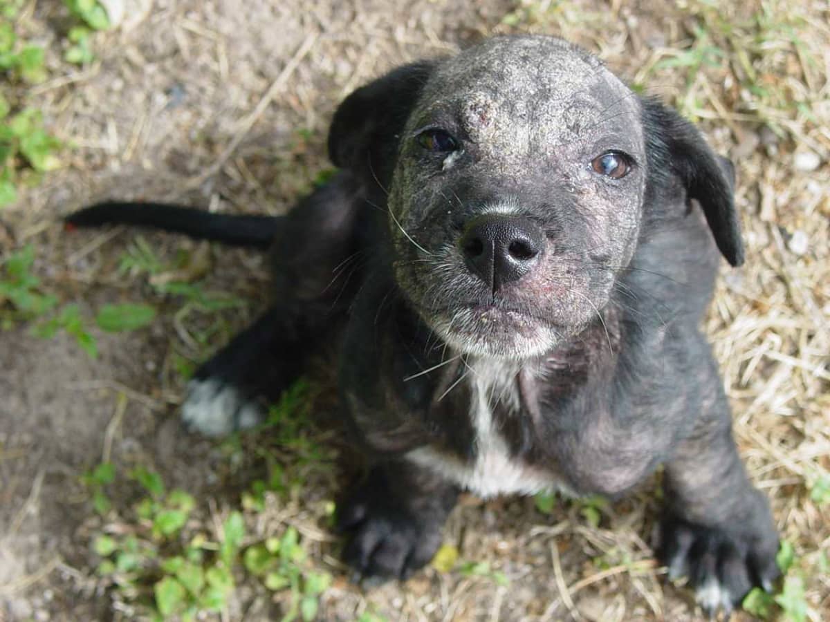 My dog has mange home remedies hot sale