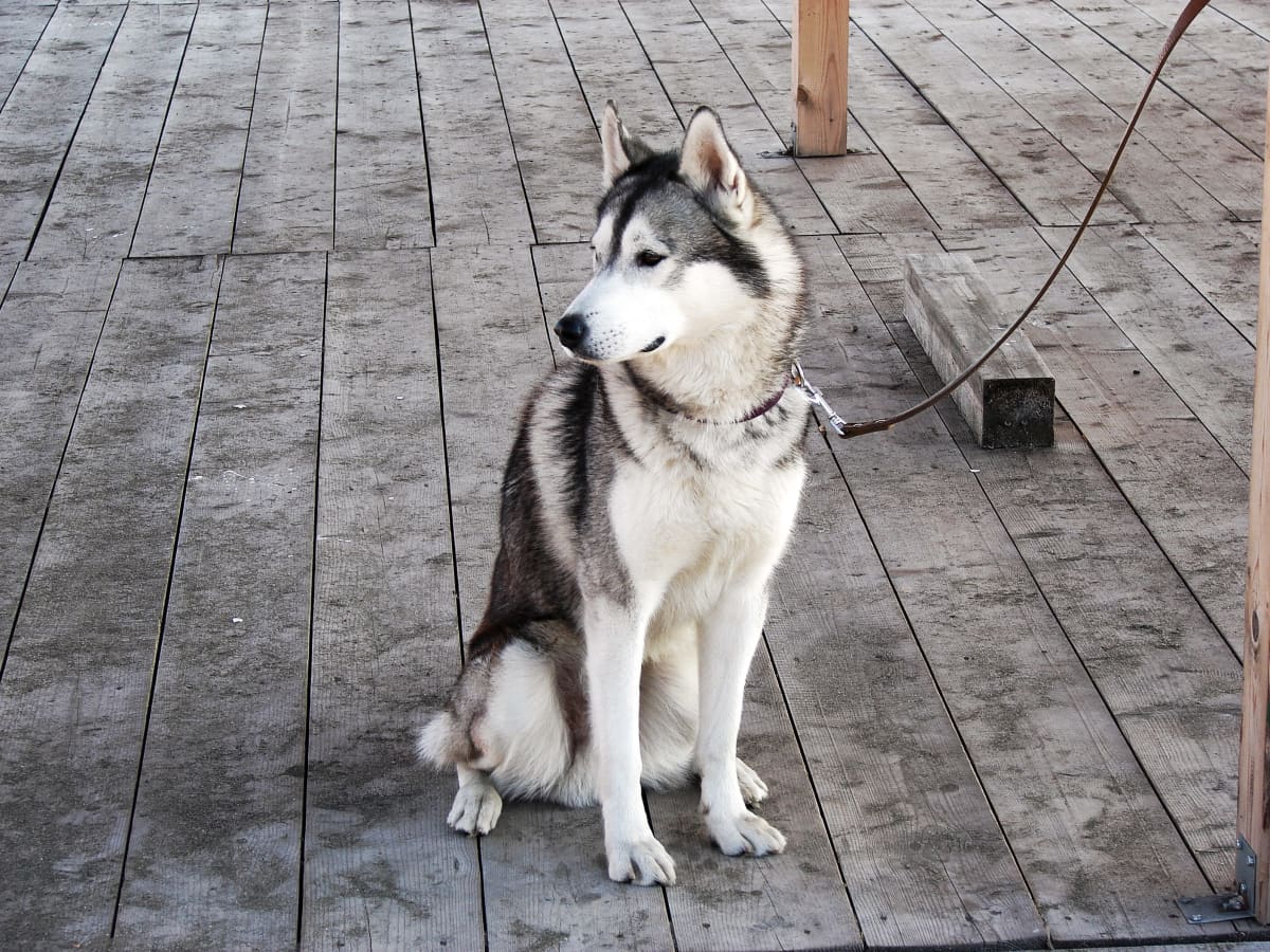 5 Key Principles of Training a Husky PetHelpful