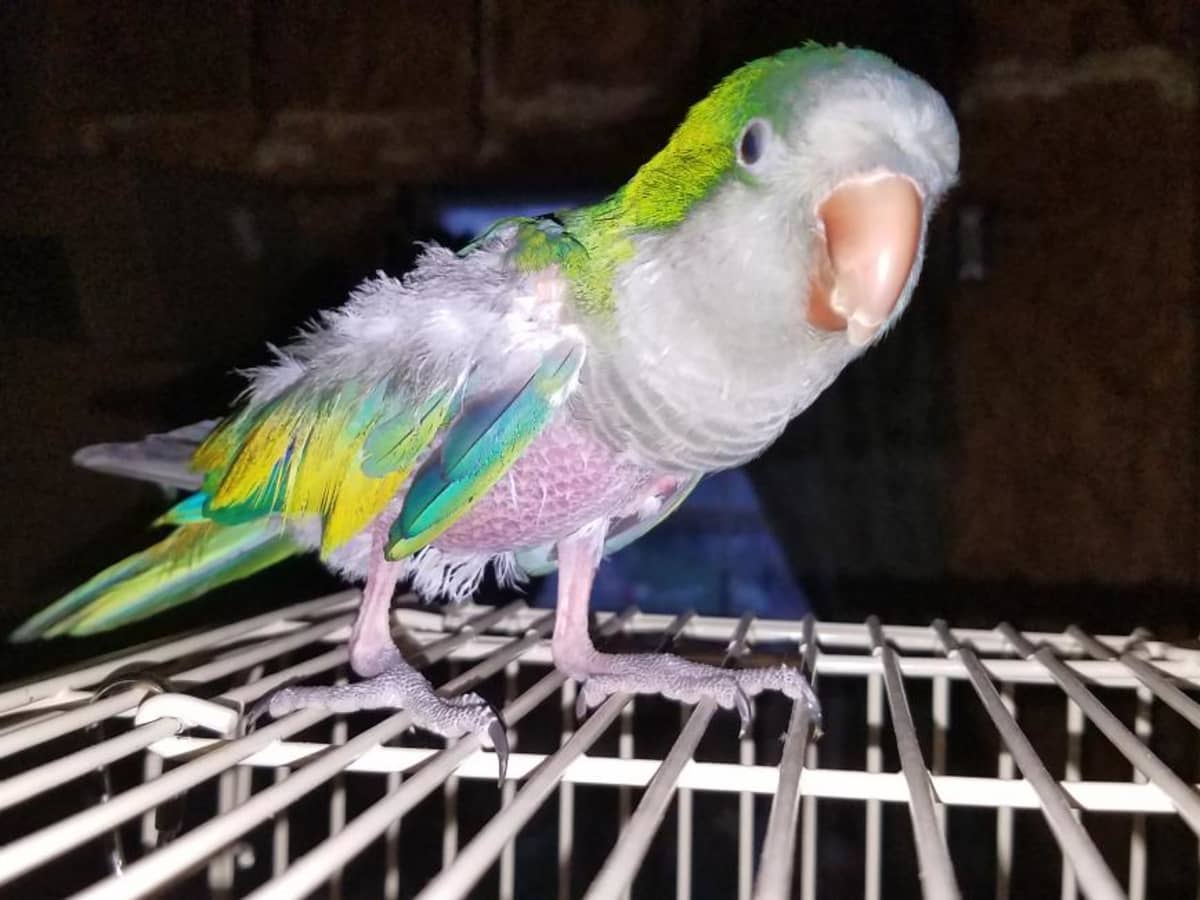 Parrot Behaviors Your Quaker Parrots Health PetHelpful