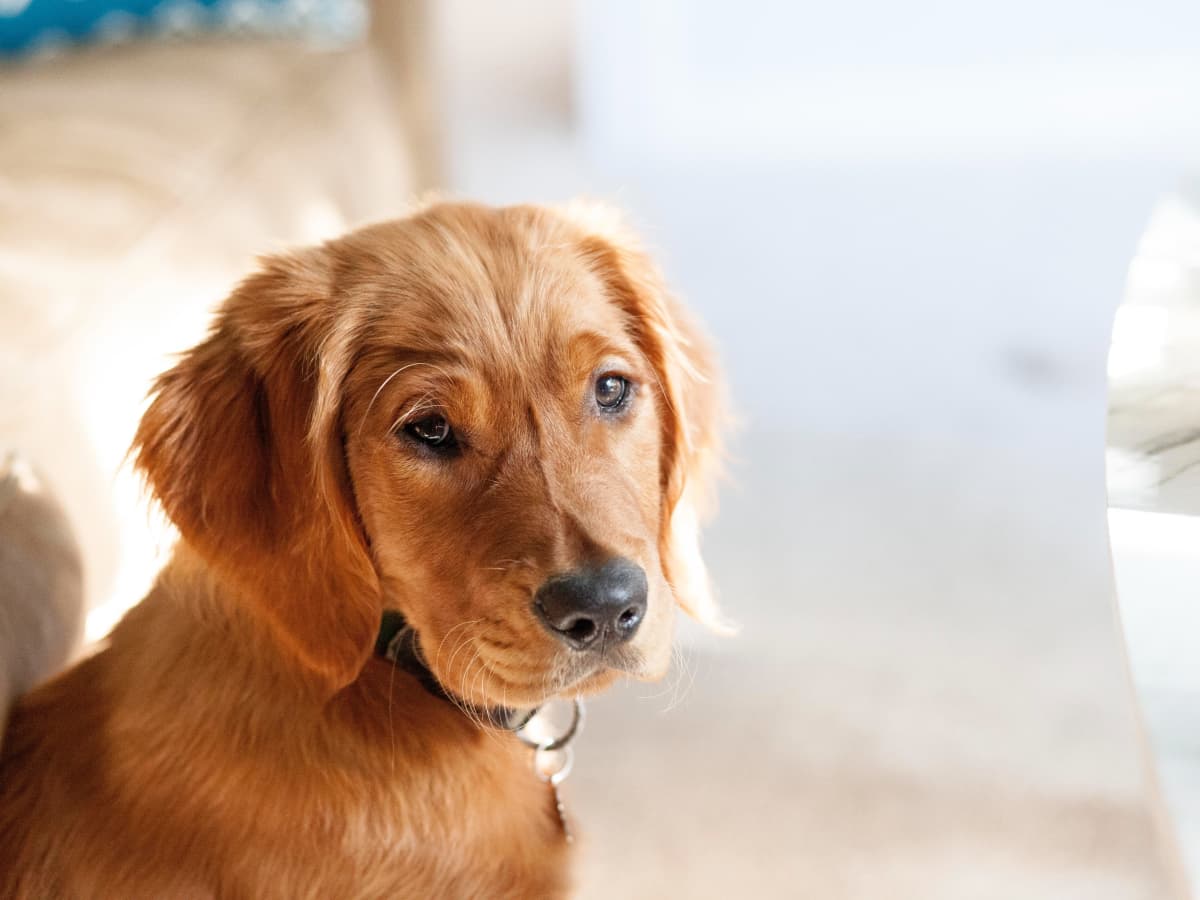 Golden retriever deals puppy first night