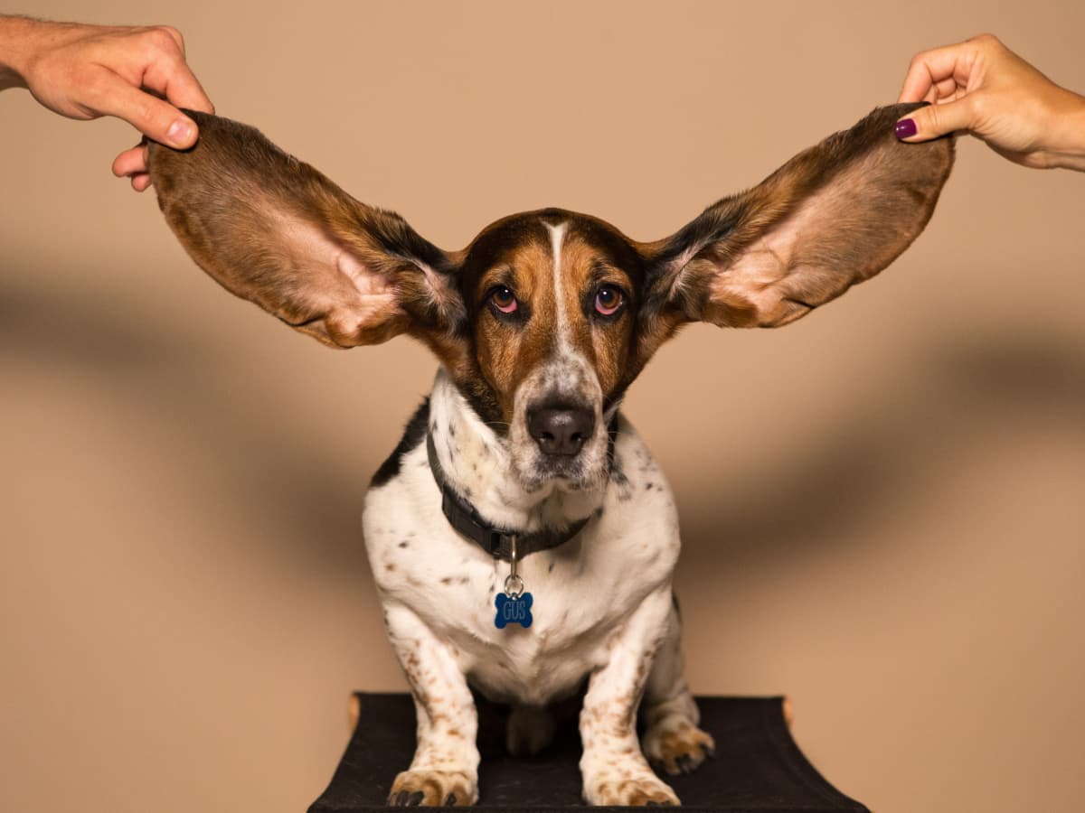Natural way to get rid of ear mites in dogs new arrivals