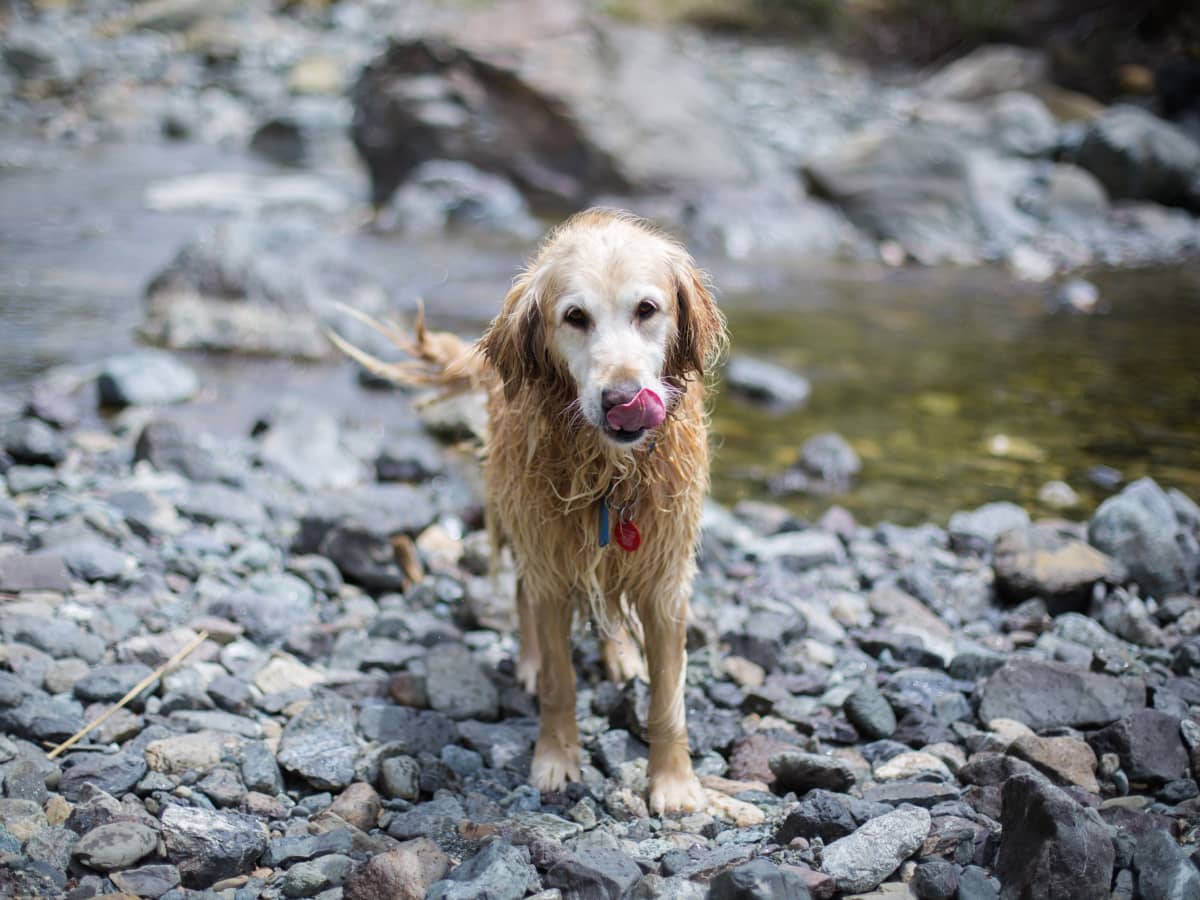 Why Do Dogs Eat Rocks PetHelpful