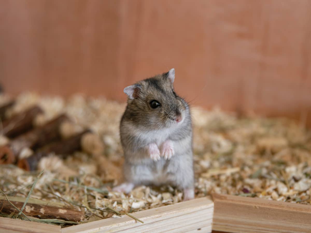 Train hamster to use litter box discount