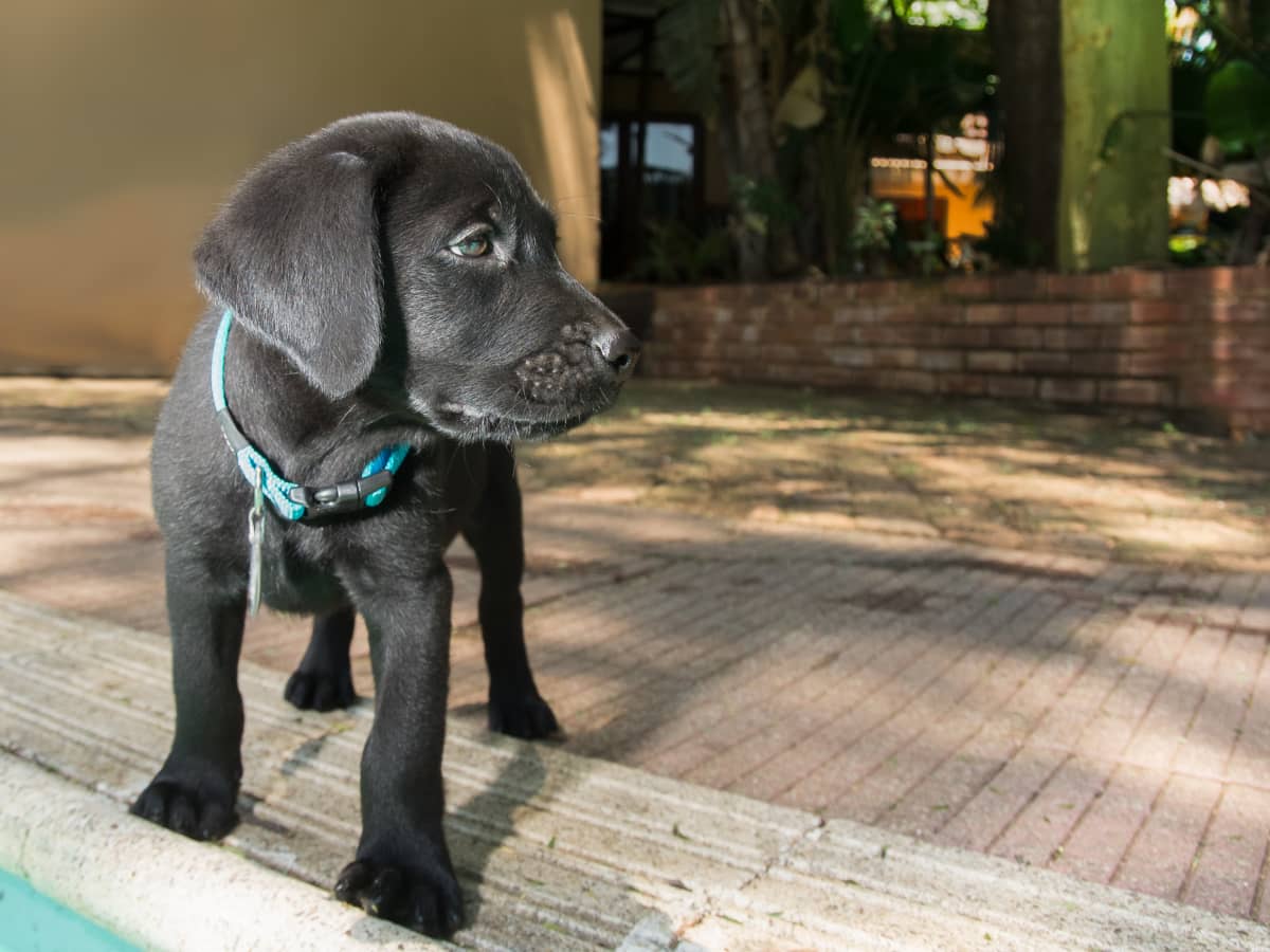 Labrador baby black online