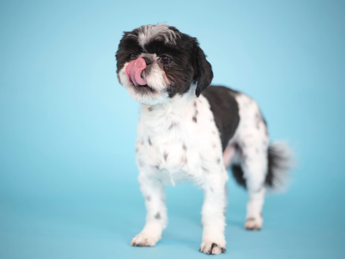 What Treats Can a Dog With Bladder Stones Have PetHelpful