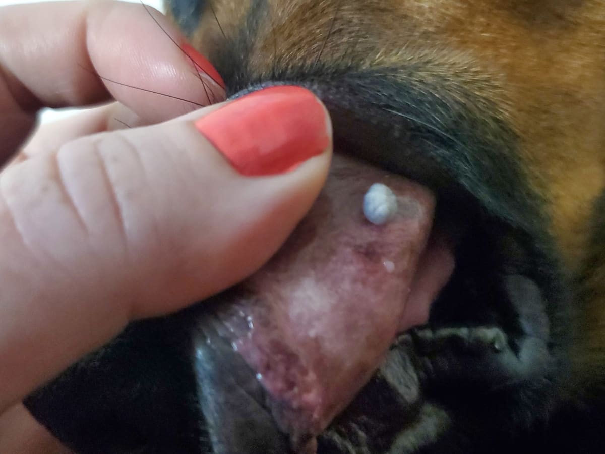 What Is This White Bump Growing in My Dog s Mouth PetHelpful