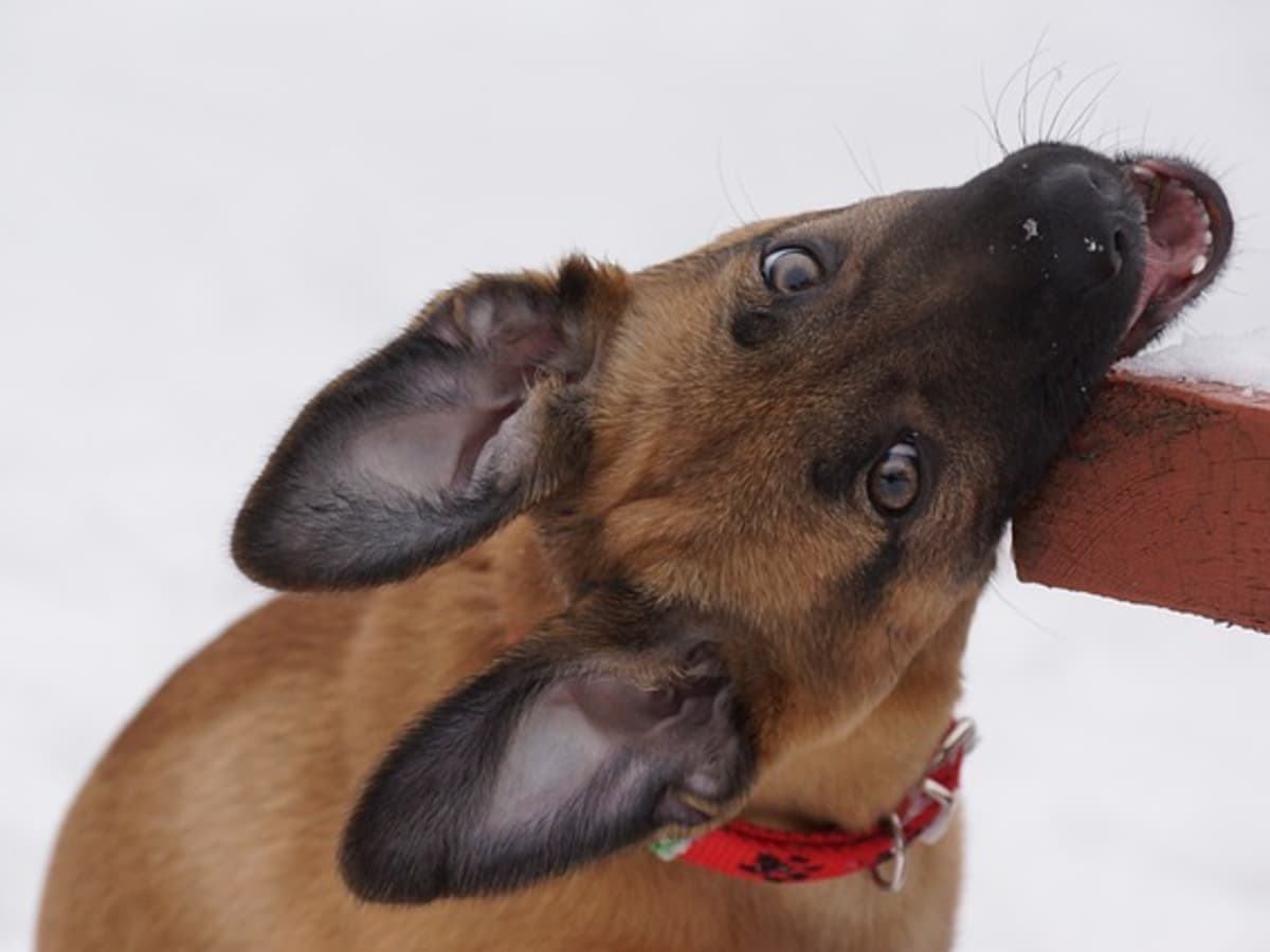Help My Puppy Keeps Biting Me Aggressively PetHelpful