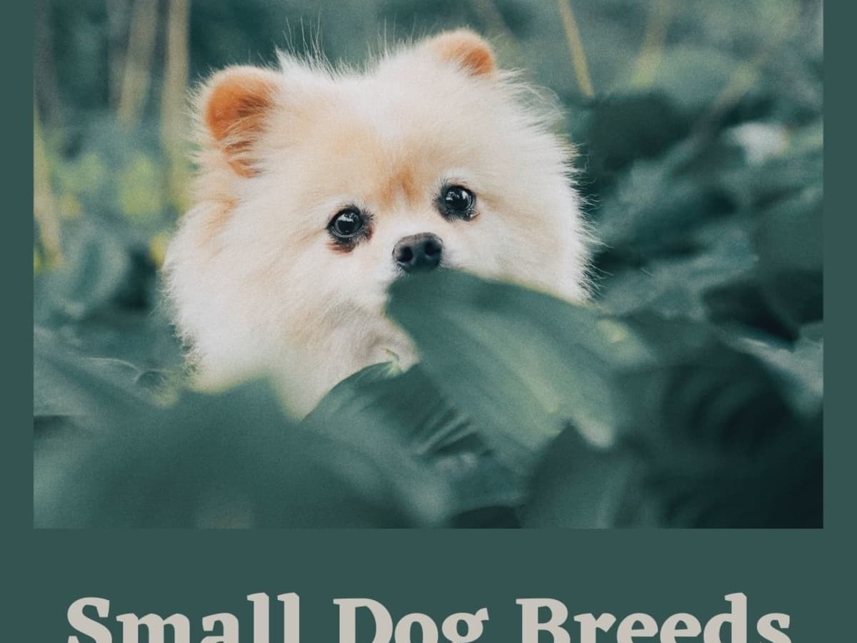 How to Care for Small Dog Breeds PetHelpful