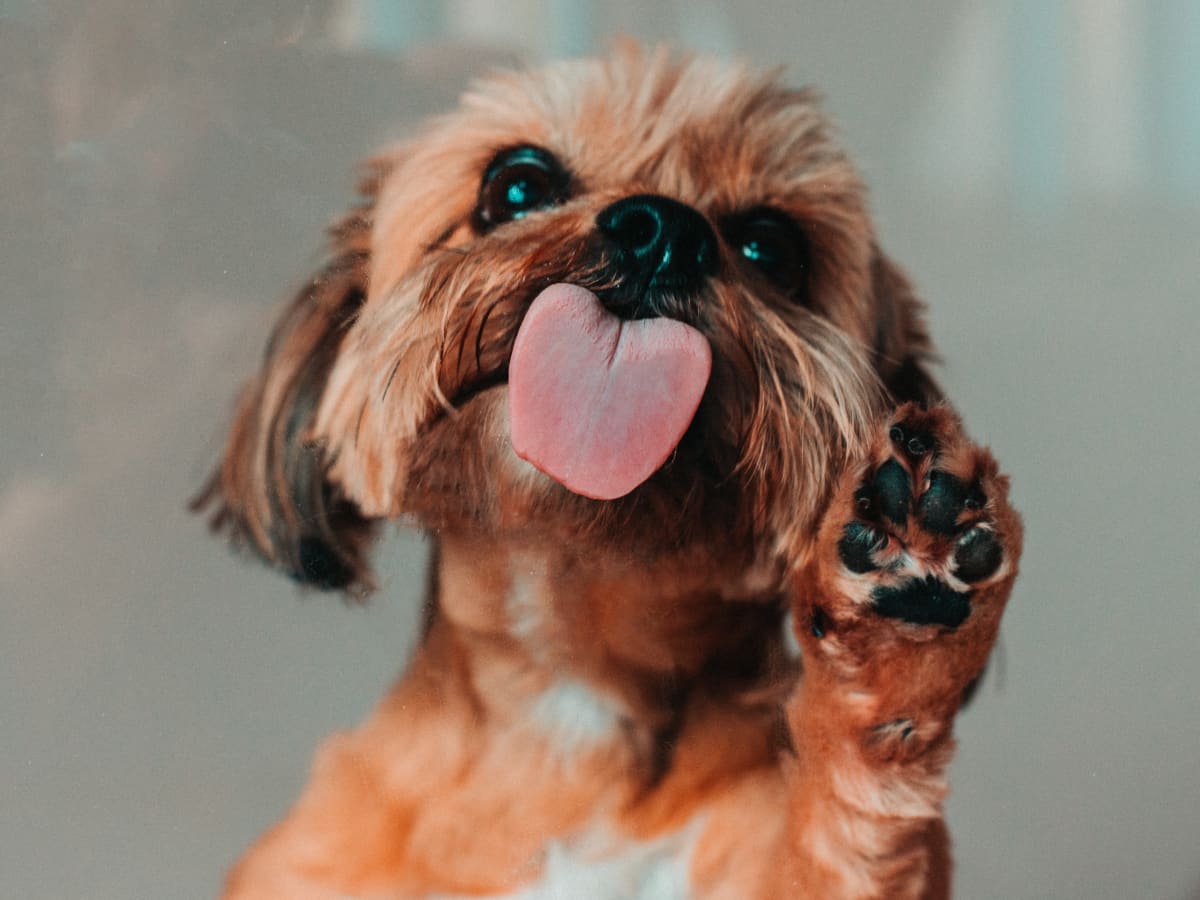 Swollen dog paw remedies cheap