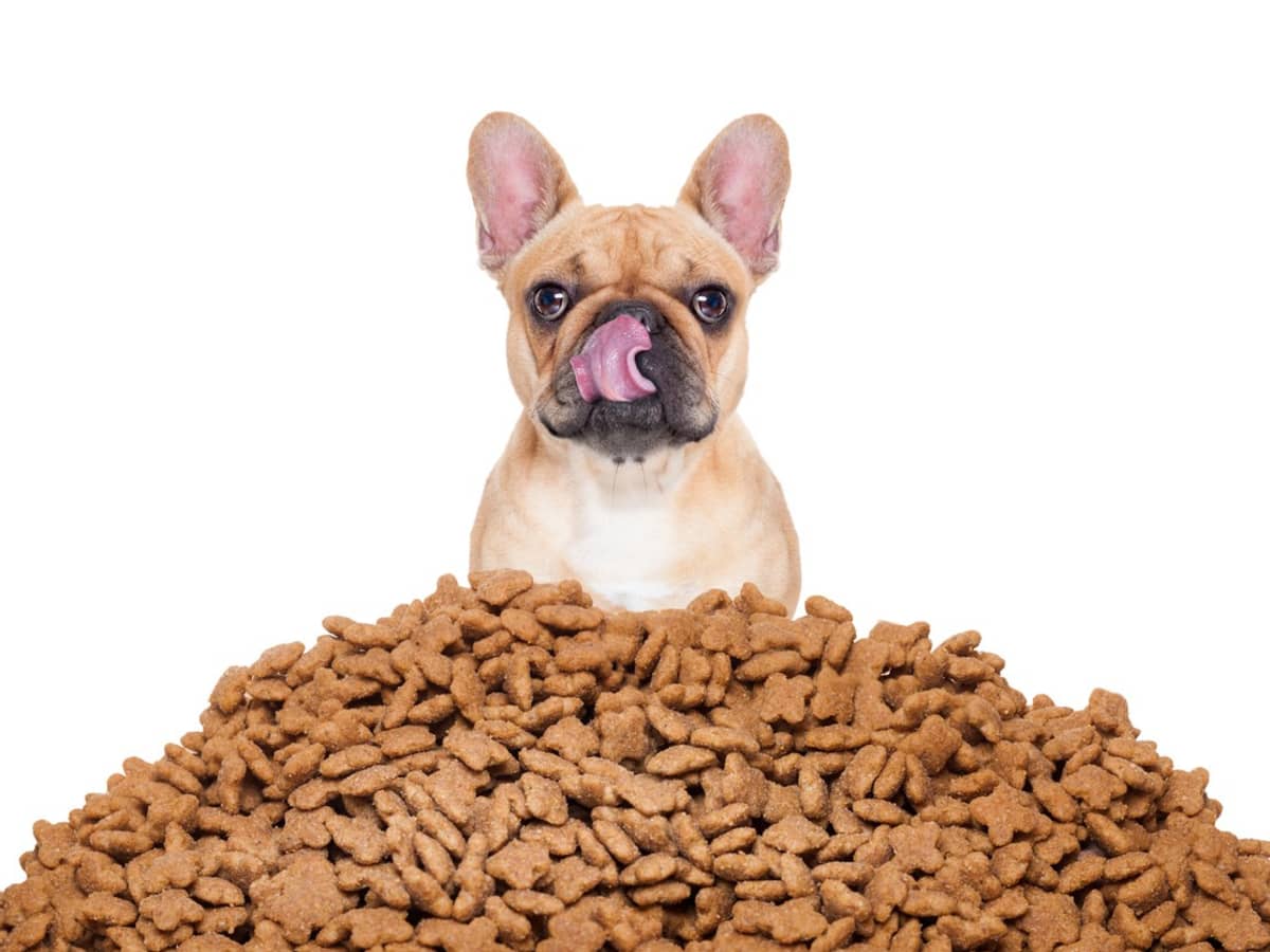 Picking a dog food discount