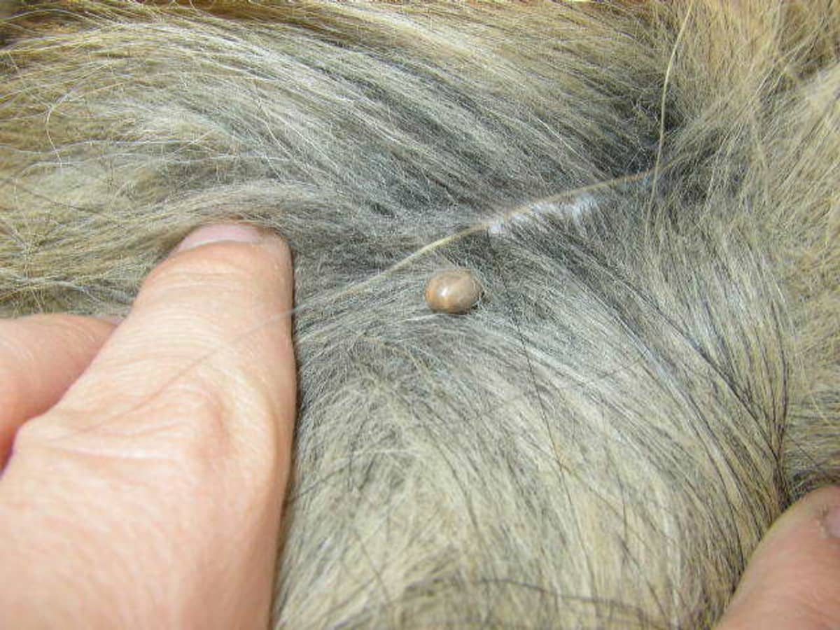 Pulling ticks off dogs 2025
