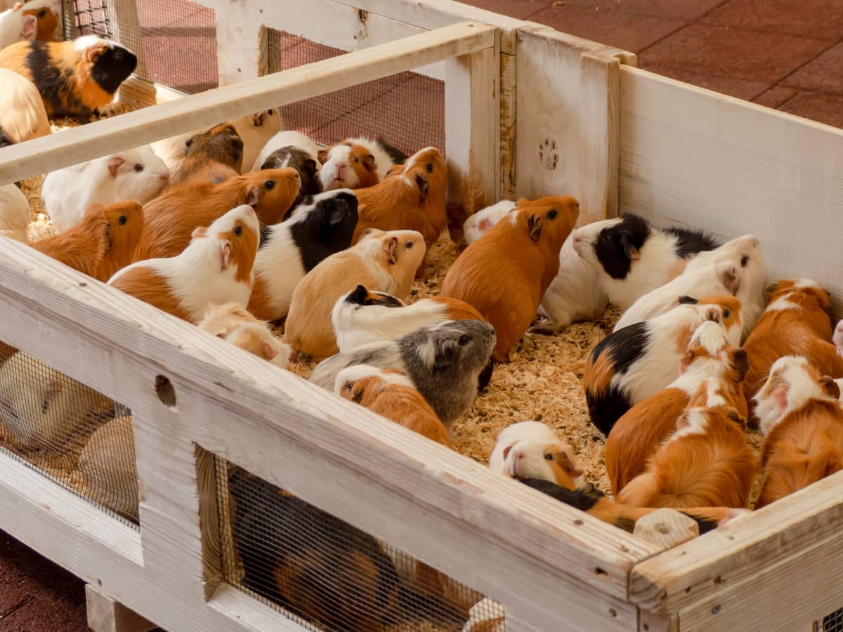 How to Make Your Guinea Pig Comfortable in Its Cage PetHelpful