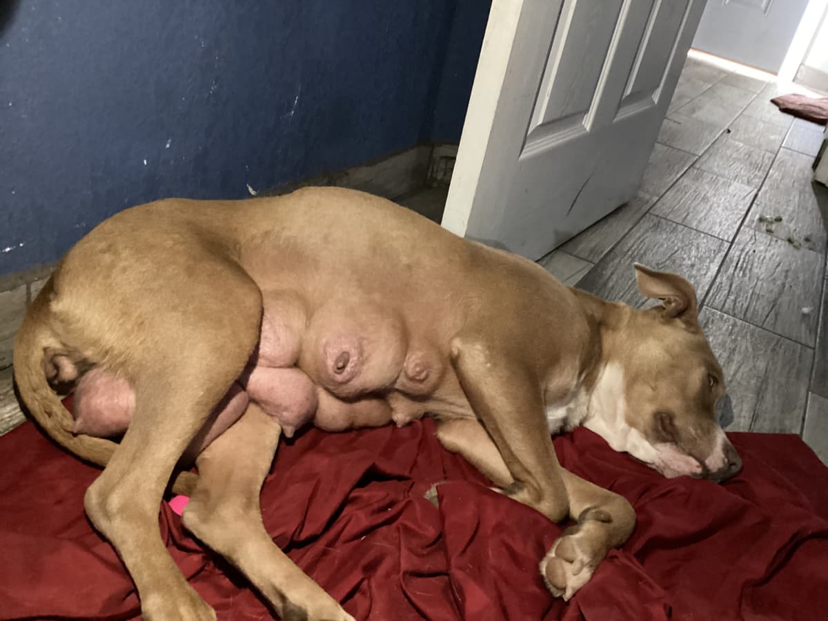 My Dog Won t Feed Her Puppies What Do I Do PetHelpful