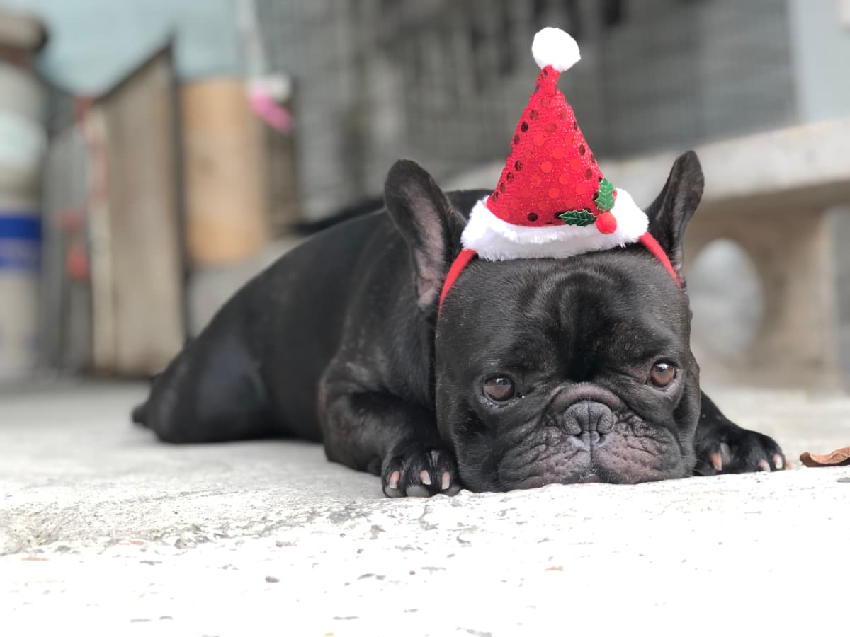 Bulldog grinch top costume