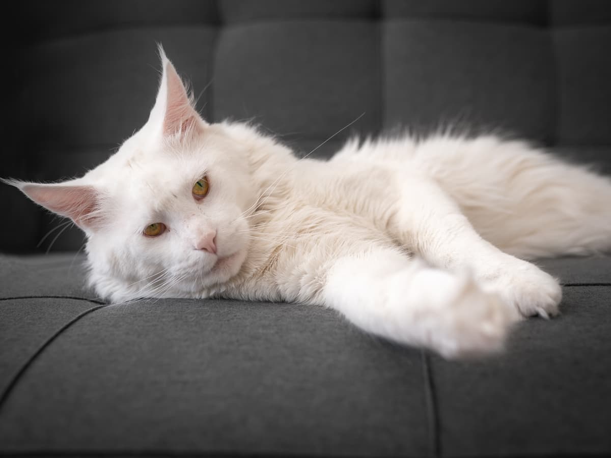 White coon cat sales