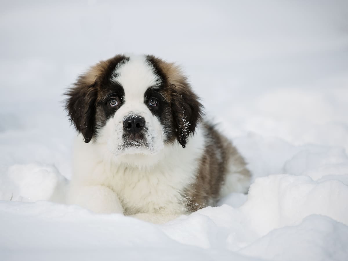 Saint bernard cheap cross poodle